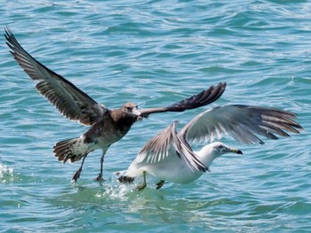 Black-tailed Gull 西宮市鳴尾浜 Tue, 8/13/2019