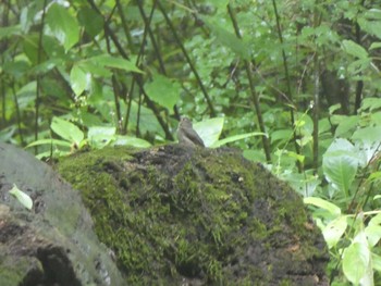 2019年8月20日(火) 高尾山の野鳥観察記録