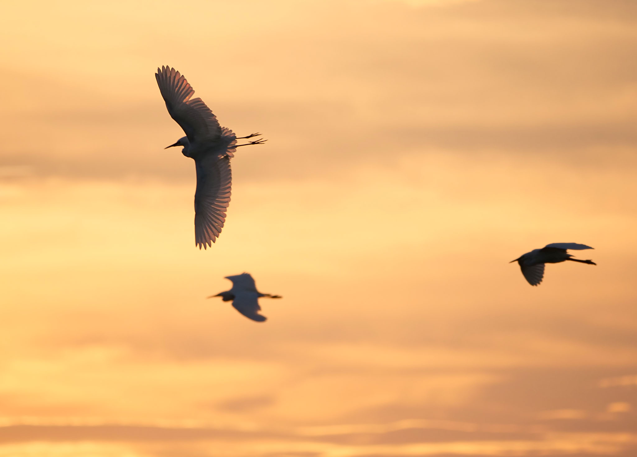 夕焼けに鷺たちが飛ぶ by Rothlega
