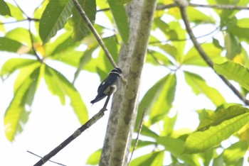 コシラヒゲカンムリアマツバメ Bilar 2019年7月22日(月)