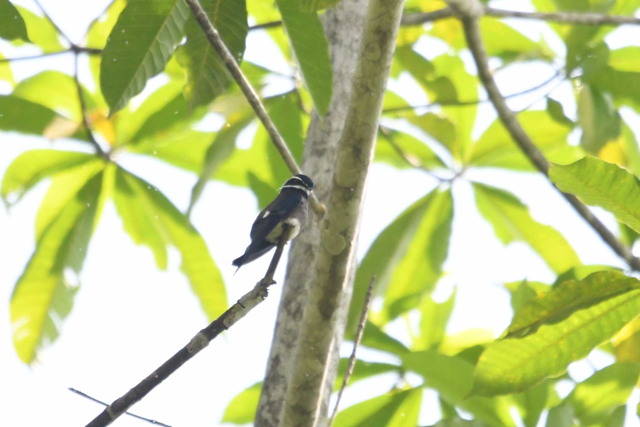 コシラヒゲカンムリアマツバメ