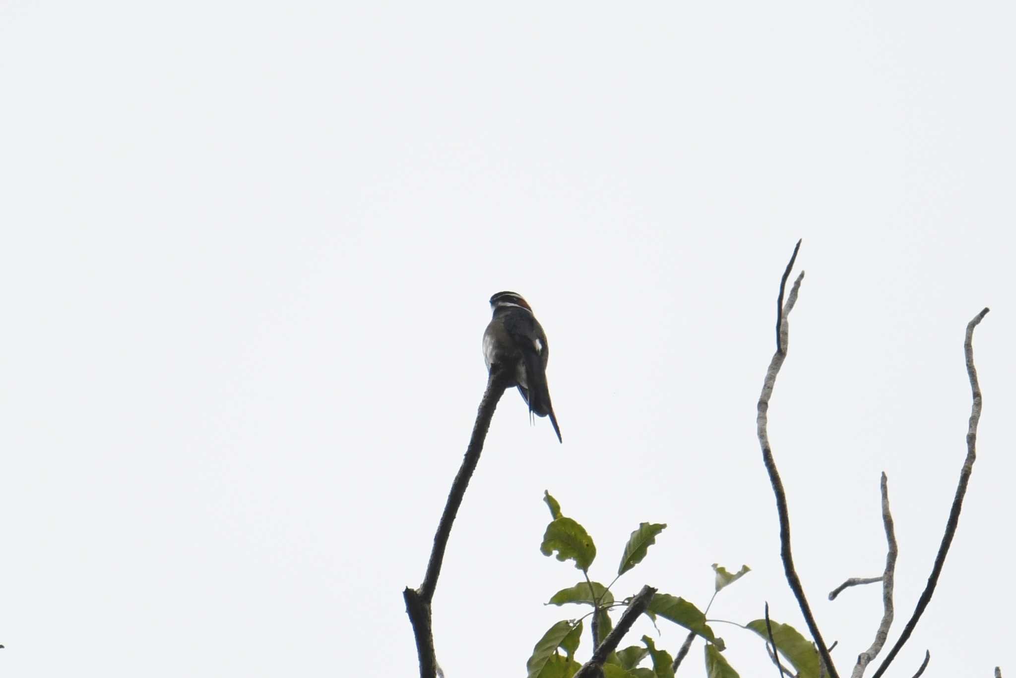 Whiskered Treeswift