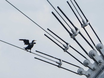 2019年8月16日(金) 和白干潟の野鳥観察記録