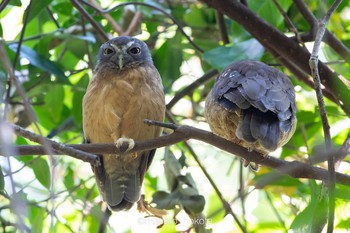 Ochre-bellied Boobook Tangkoko NR(Indonesia Sulawesi Island) Mon, 8/12/2019