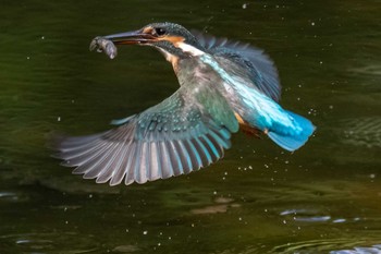 カワセミ 葛西臨海公園 2019年8月18日(日)