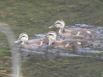 2019年8月21日(水) 境川(境橋付近)の野鳥観察記録