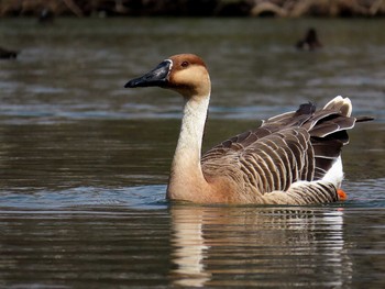 2019年3月17日(日) 大池親水公園の野鳥観察記録