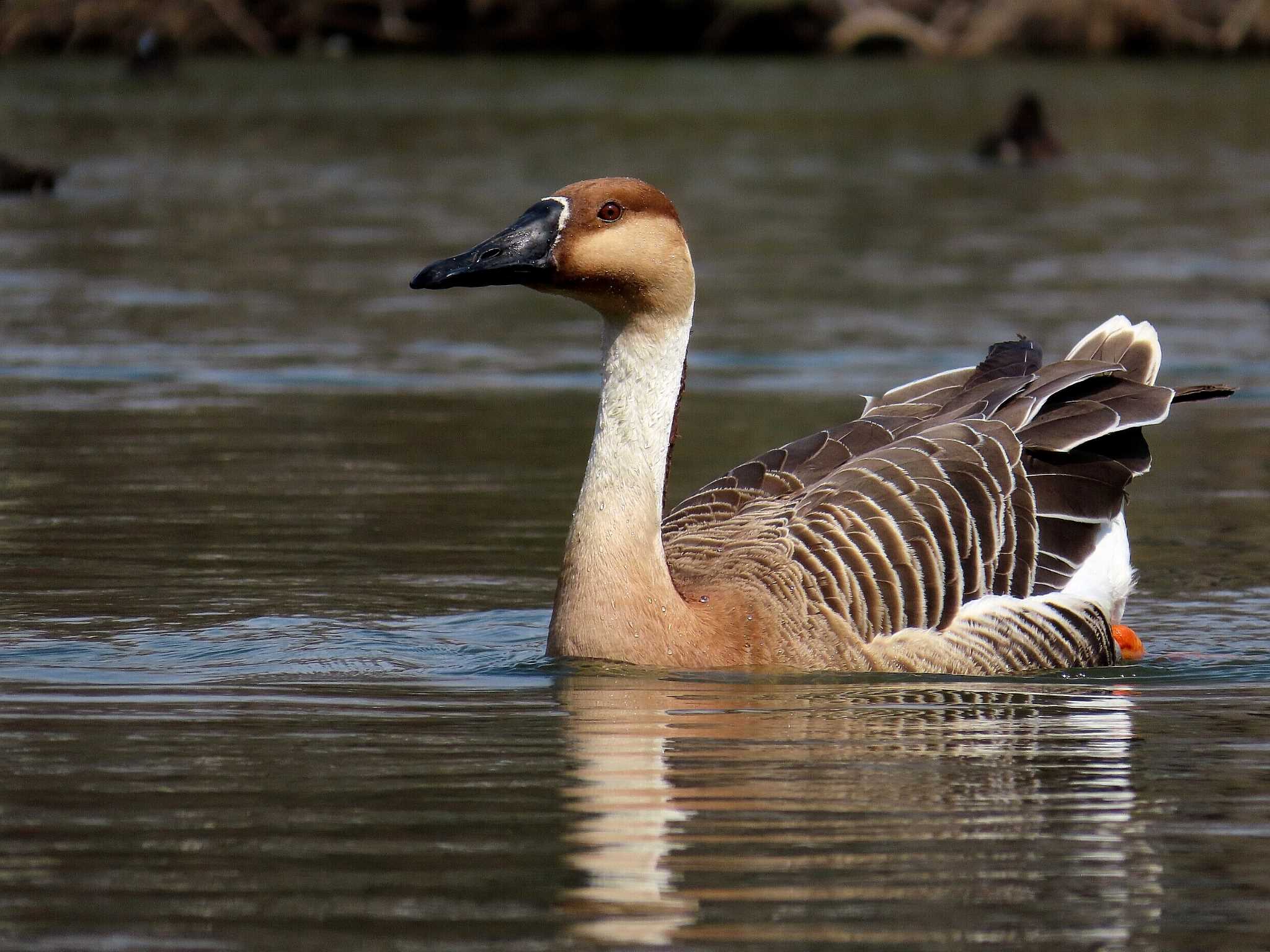 Swan Goose