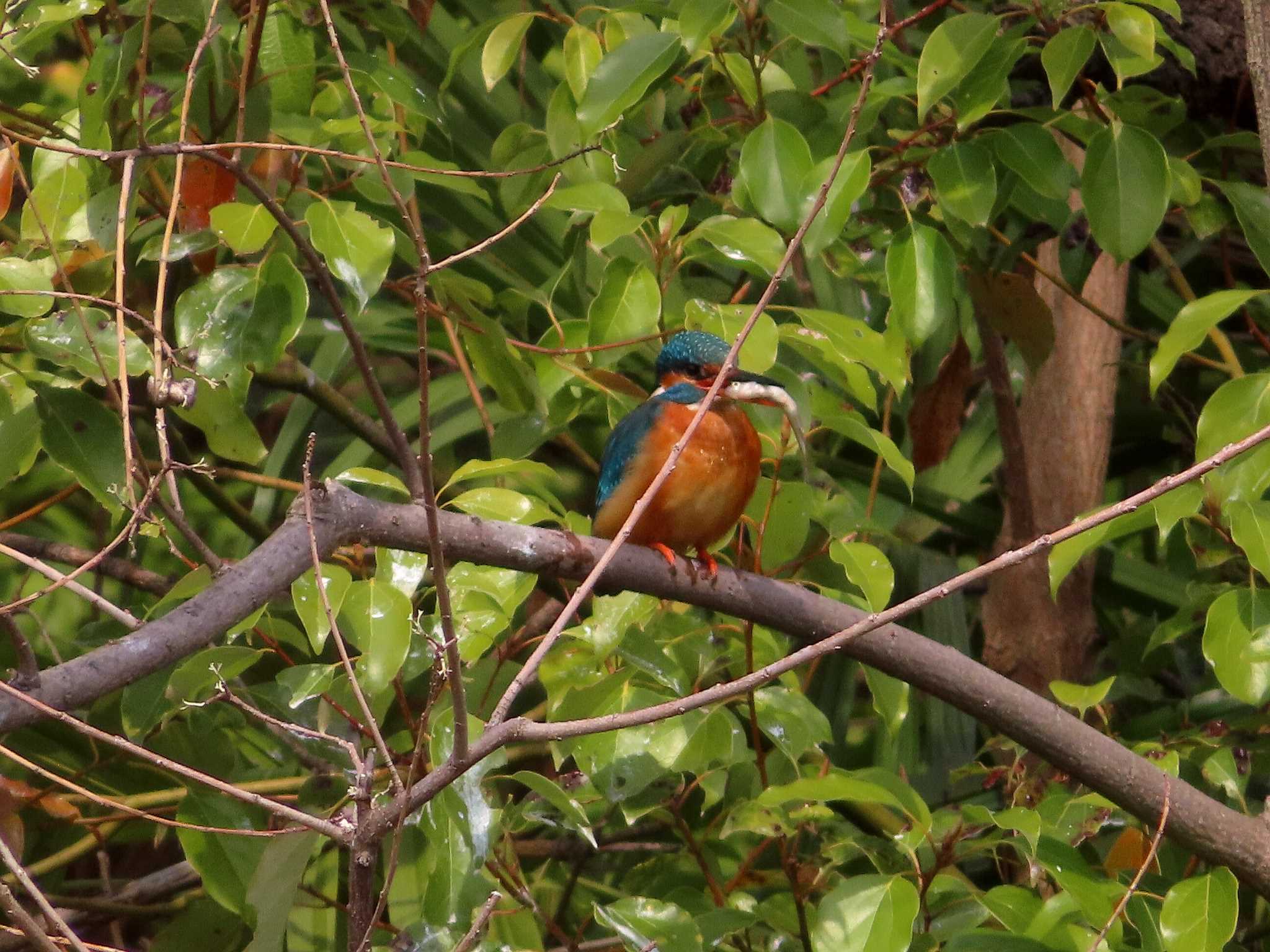 Common Kingfisher