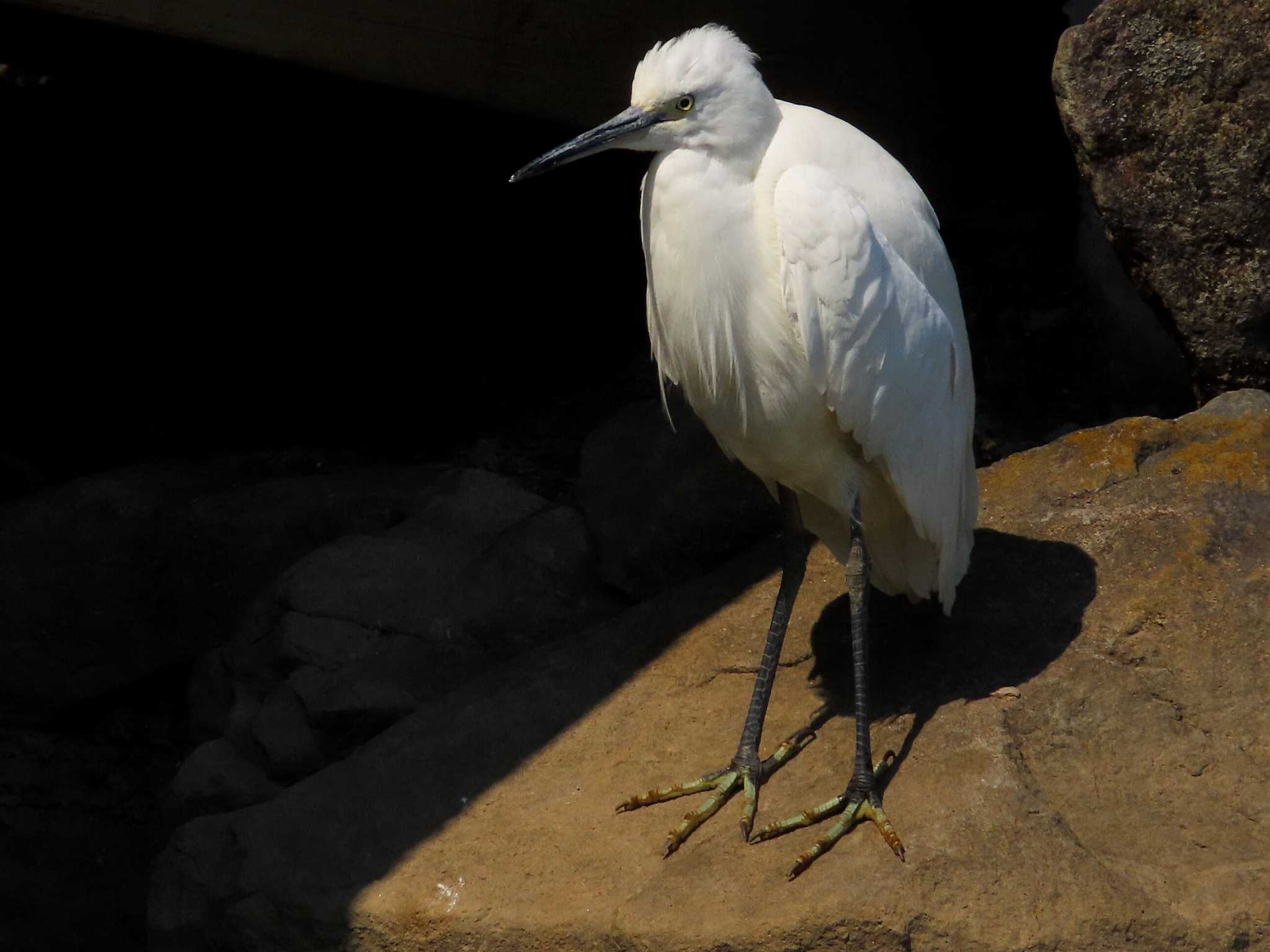 Little Egret