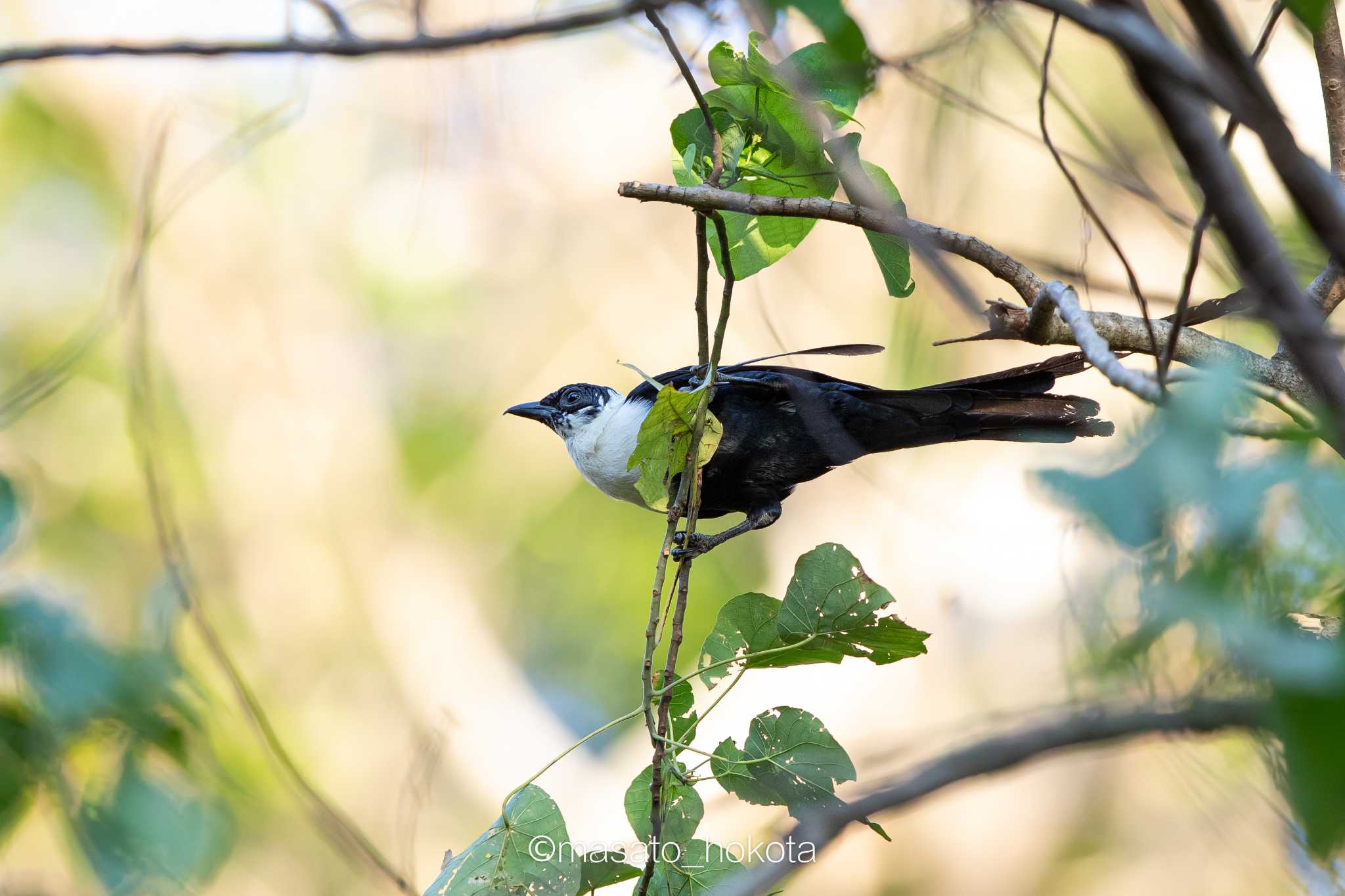 White-necked Myna