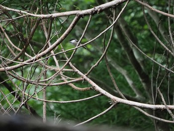 2019年8月21日(水) 檜原都民の森の野鳥観察記録