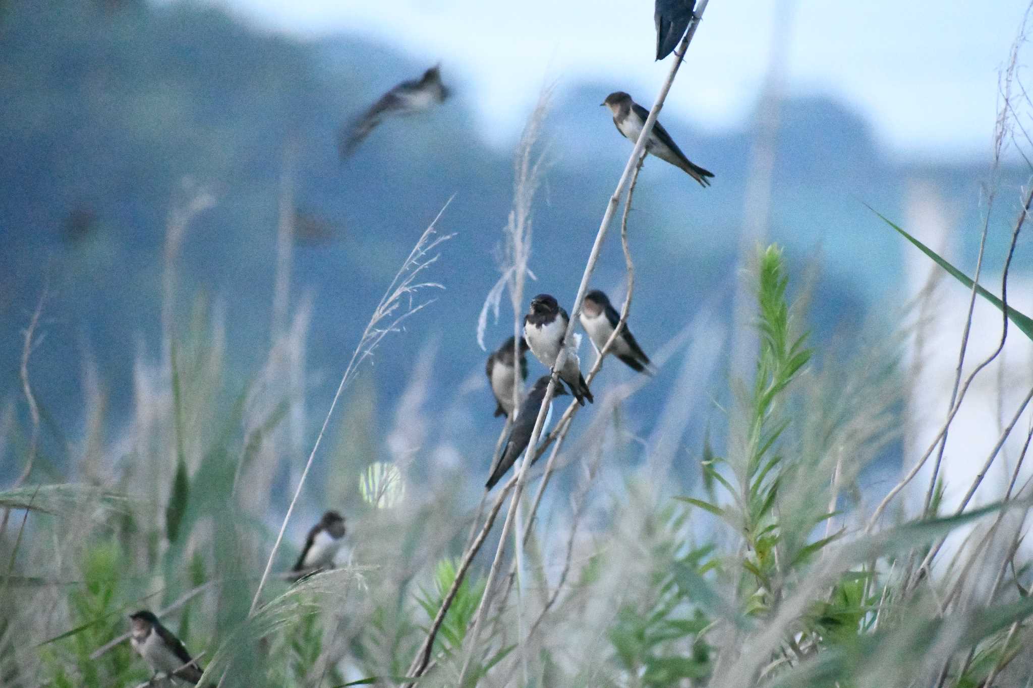 愛媛県　新居浜市 ツバメの写真 by でみこ