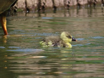 2019年5月5日(日) 大池親水公園の野鳥観察記録