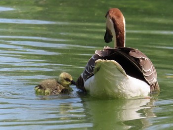 サカツラガン 大池親水公園 2019年5月5日(日)