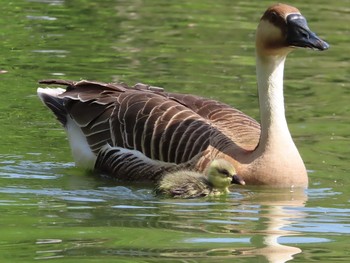 サカツラガン 大池親水公園 2019年5月5日(日)