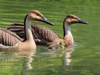 サカツラガン 大池親水公園 2019年5月5日(日)