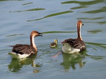 サカツラガン 大池親水公園 2019年5月5日(日)