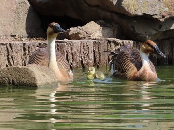 サカツラガン 大池親水公園 2019年5月5日(日)