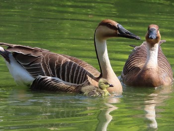 サカツラガン 大池親水公園 2019年5月5日(日)