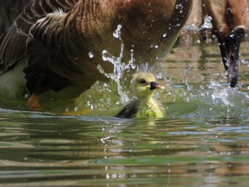 サカツラガン 大池親水公園 2019年5月5日(日)