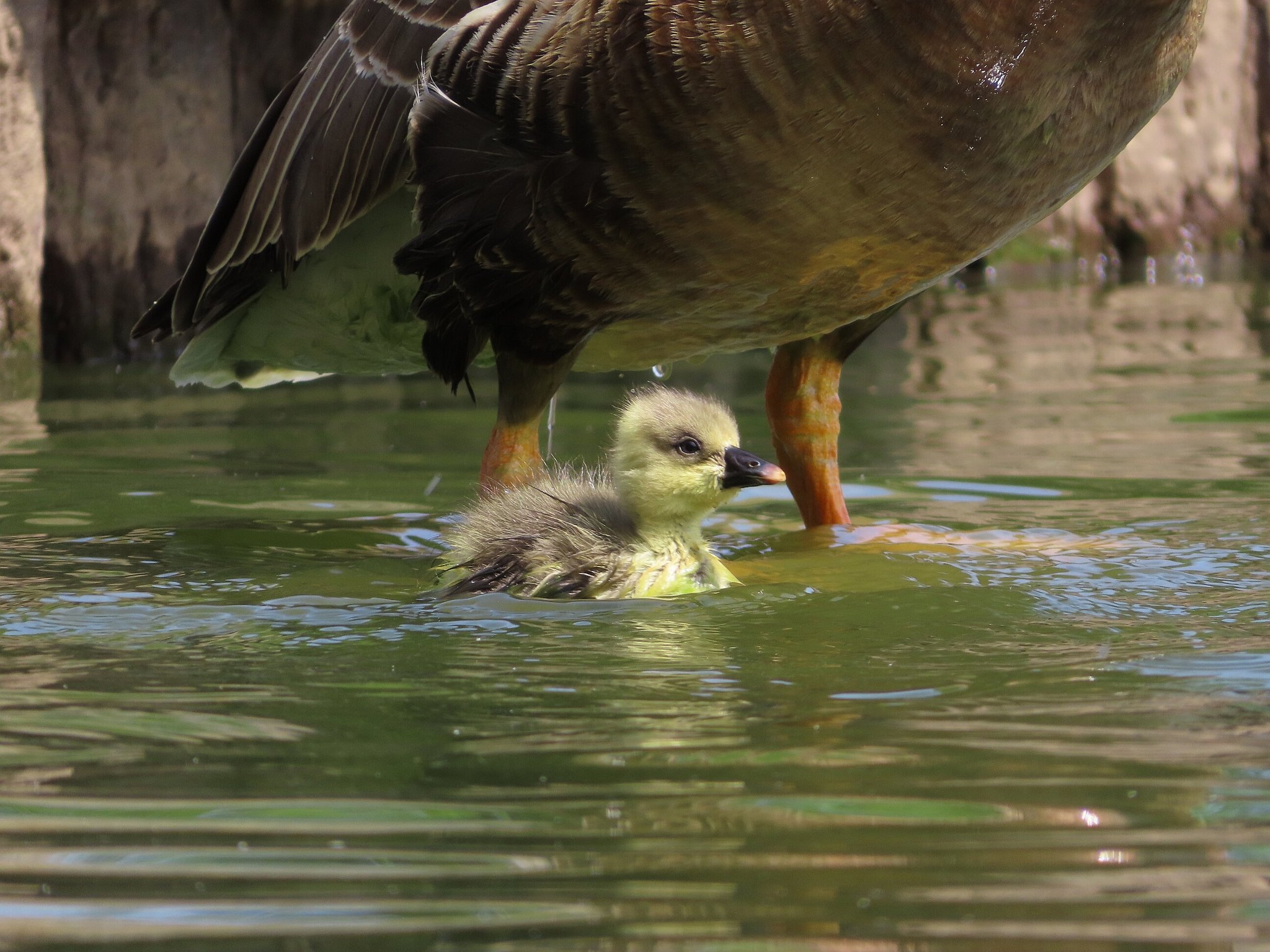 大池親水公園 サカツラガンの写真 by kou