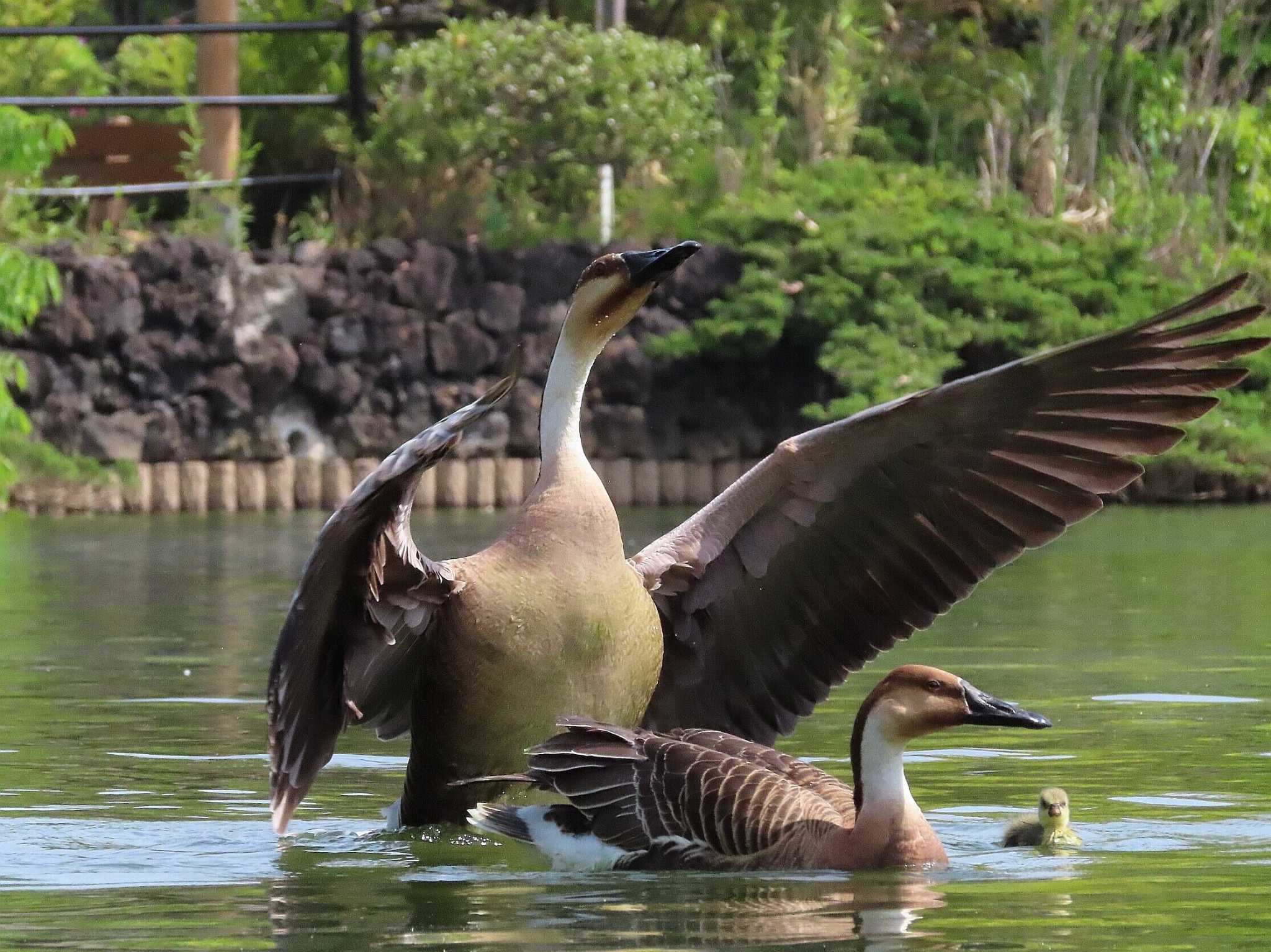 サカツラガン