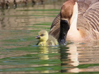 サカツラガン 大池親水公園 2019年5月5日(日)