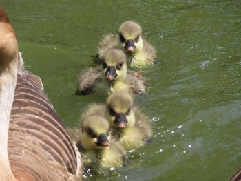 2019年5月12日(日) 大池親水公園の野鳥観察記録