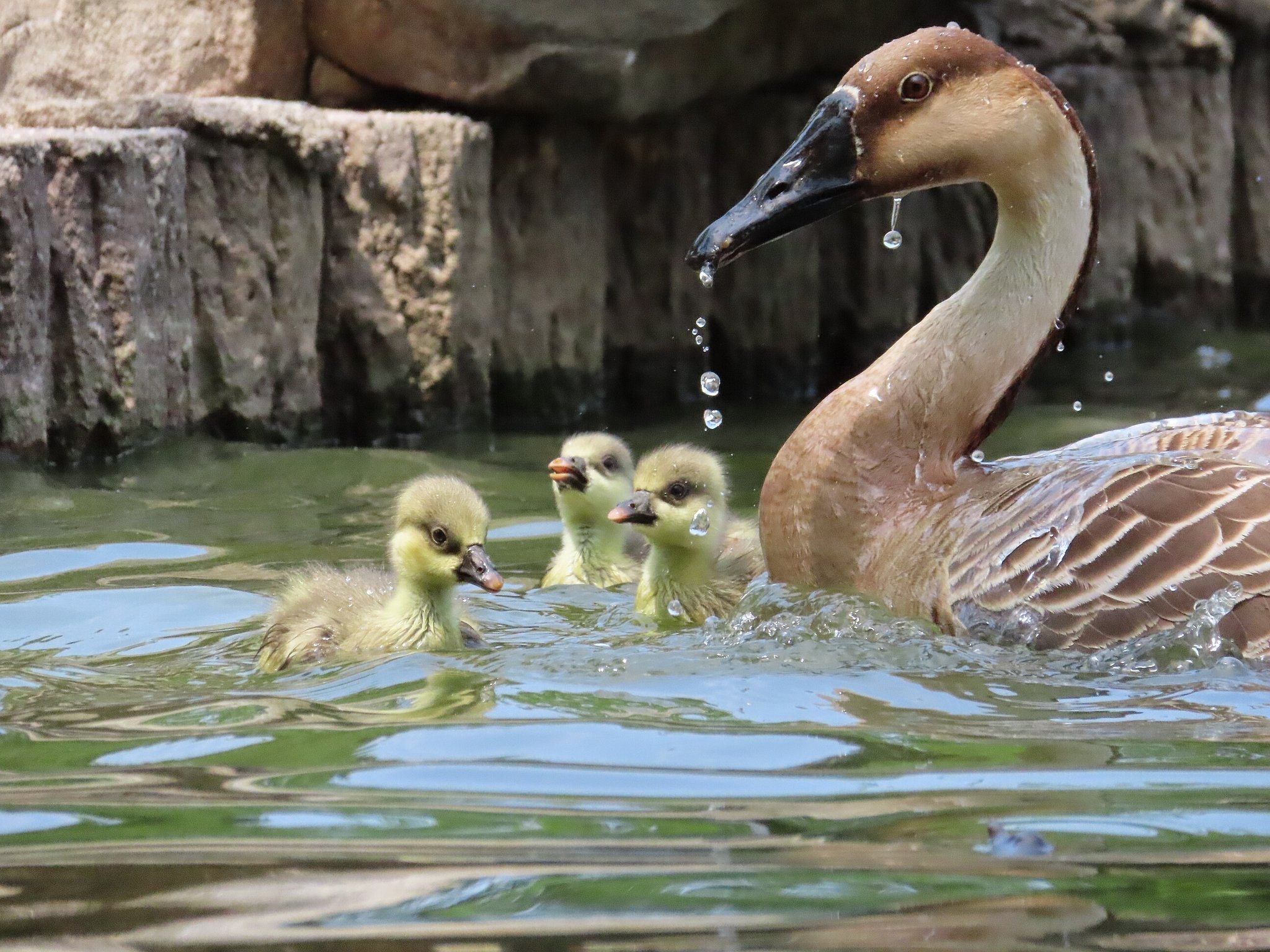 Photo of Swan Goose at Oikeshinsui Park by kou