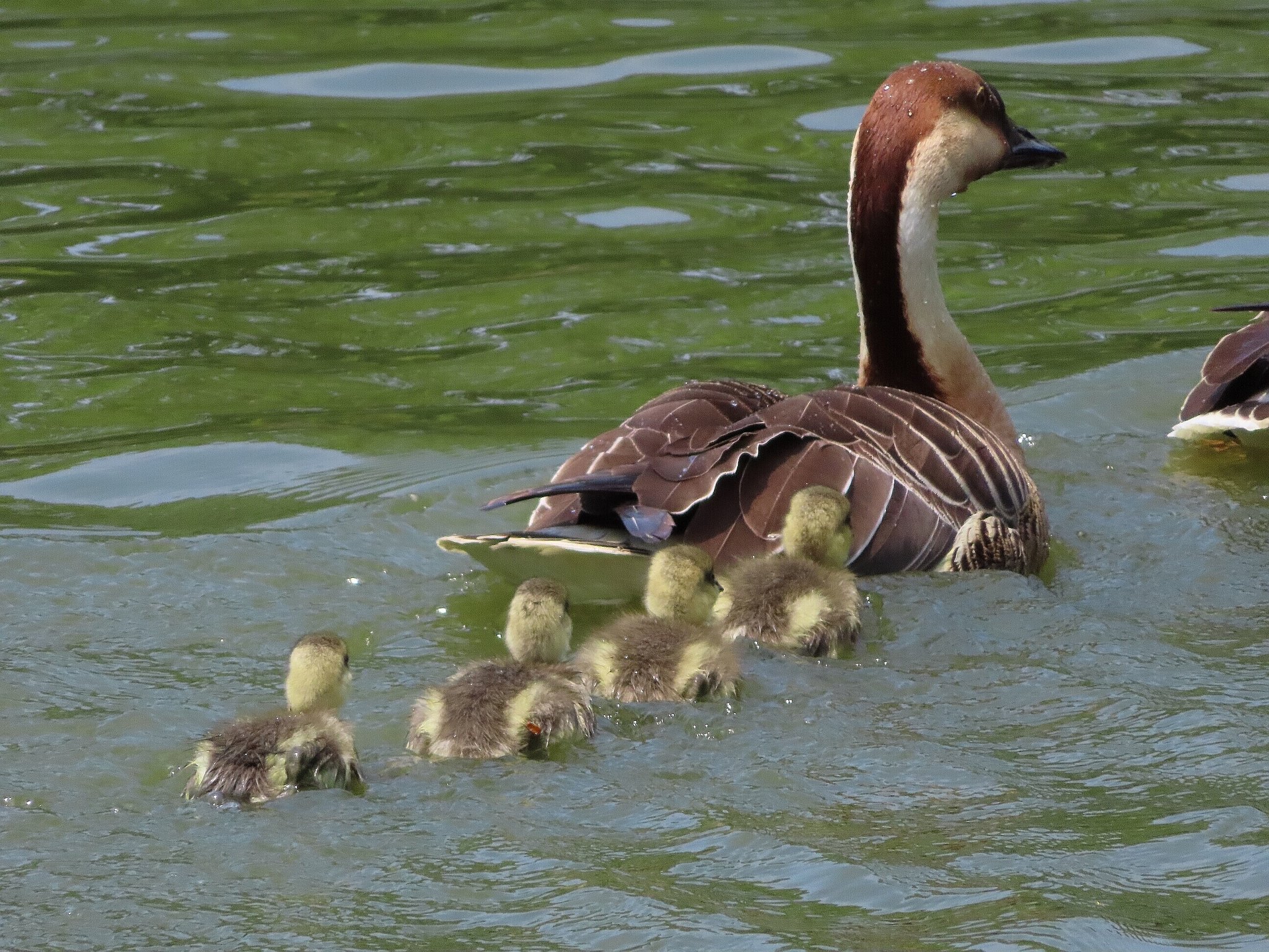 Photo of Swan Goose at Oikeshinsui Park by kou