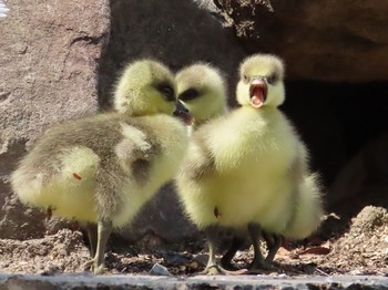 Swan Goose Oikeshinsui Park Sun, 5/12/2019