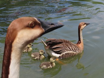 サカツラガン 大池親水公園 2019年5月19日(日)