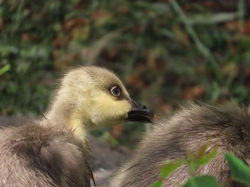 Swan Goose Oikeshinsui Park Sun, 5/19/2019