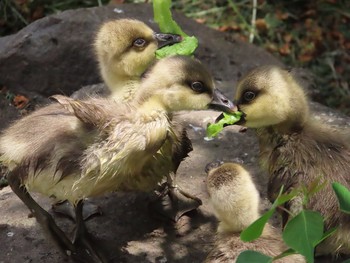 Swan Goose Oikeshinsui Park Sun, 5/19/2019