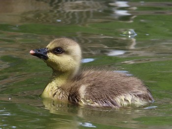 Swan Goose Oikeshinsui Park Sun, 5/19/2019