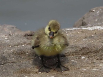 Swan Goose Oikeshinsui Park Sun, 6/2/2019