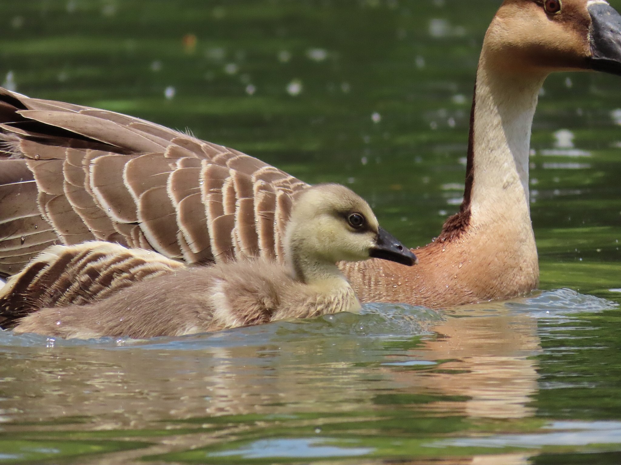 Swan Goose