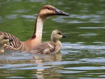 Swan Goose Oikeshinsui Park Sun, 6/2/2019