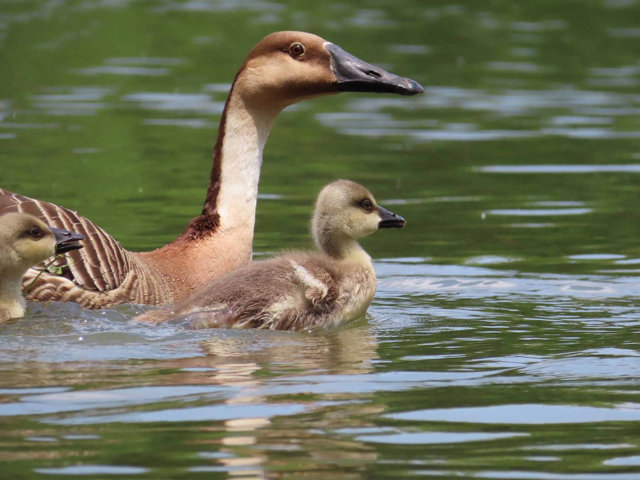 Photo of Swan Goose at Oikeshinsui Park by kou