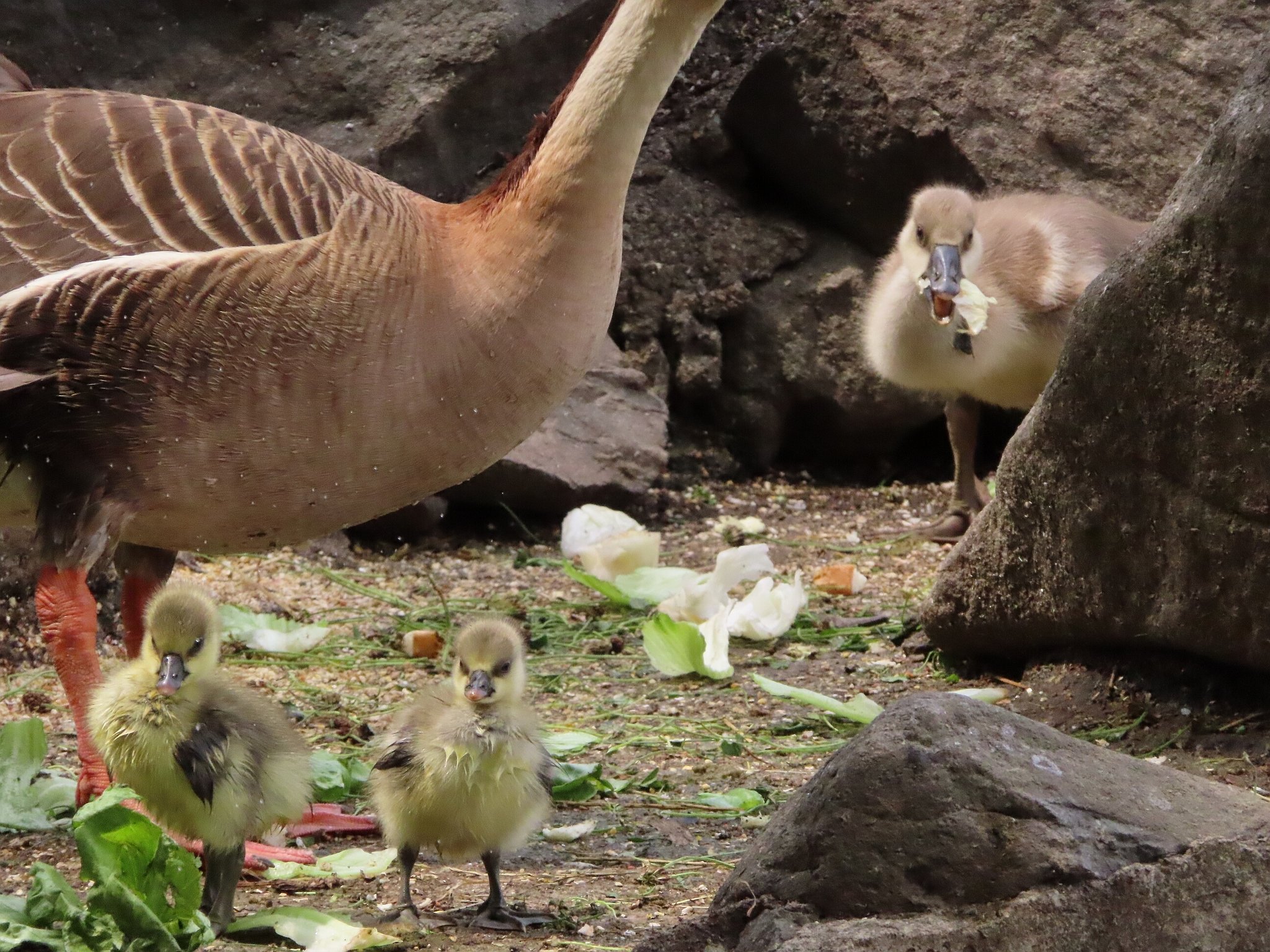 Swan Goose