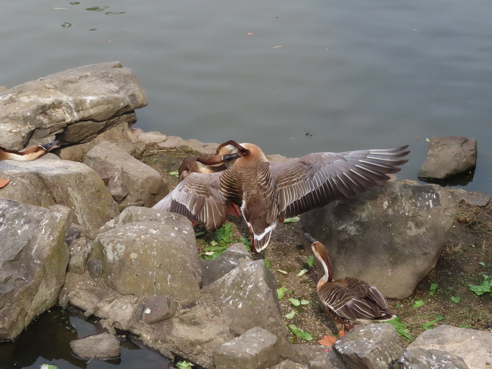 大池親水公園 サカツラガンの写真 by kou