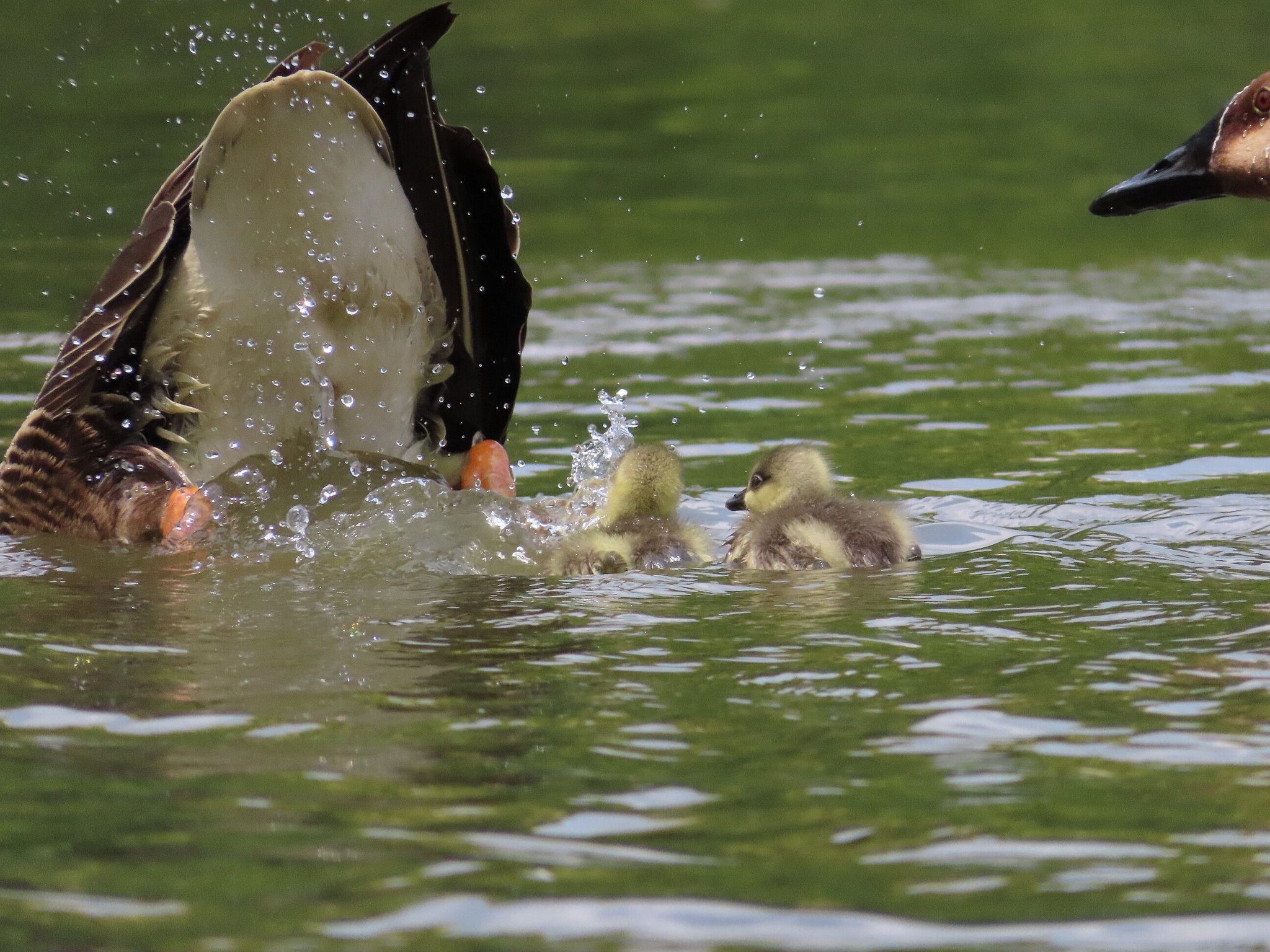 Swan Goose