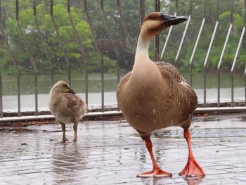 2019年6月15日(土) 大池親水公園の野鳥観察記録