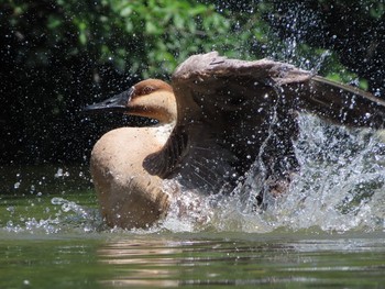 2019年6月16日(日) 大池親水公園の野鳥観察記録