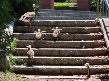 サカツラガン 大池親水公園 2019年6月16日(日)