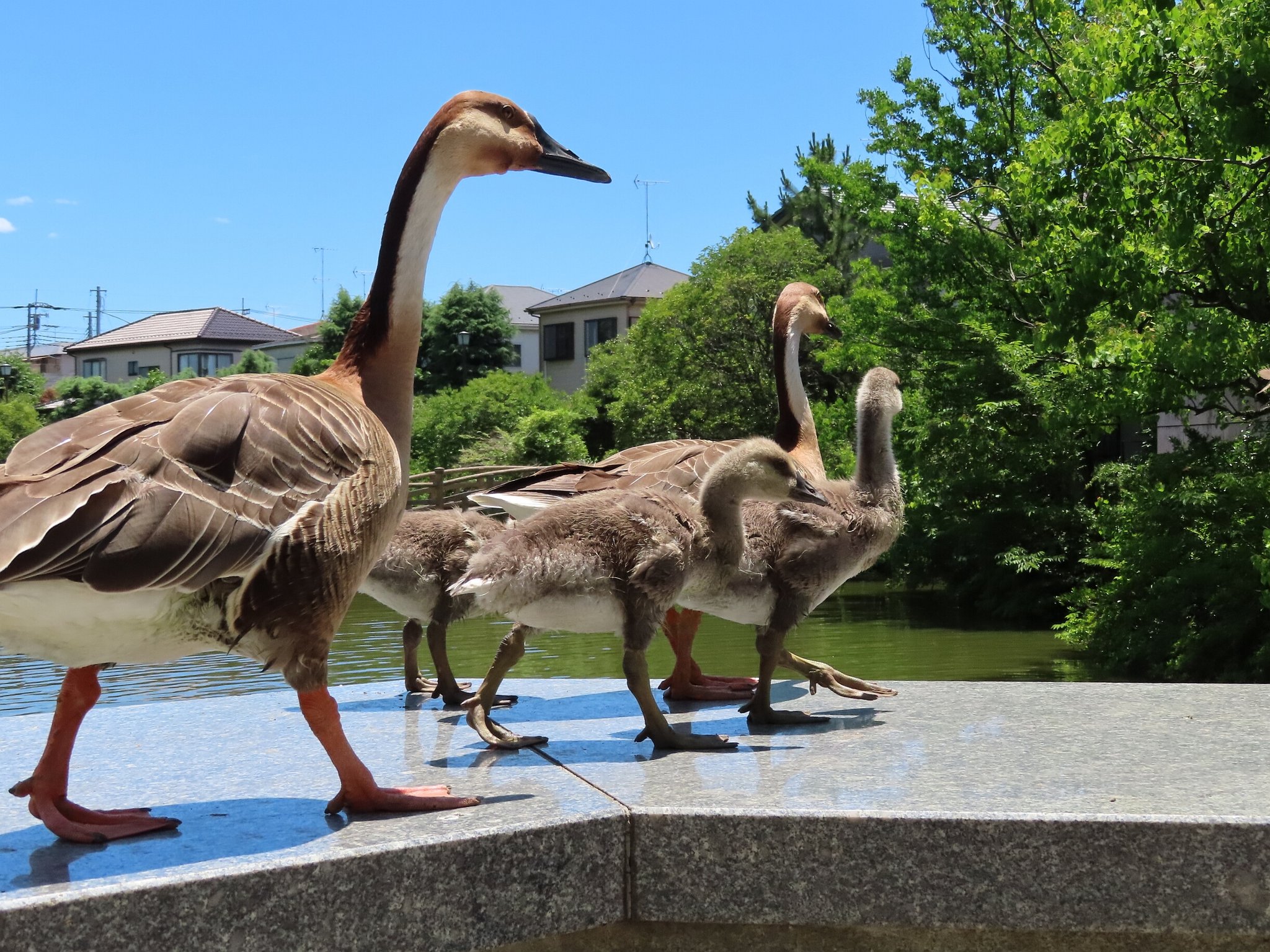 大池親水公園 サカツラガンの写真 by kou