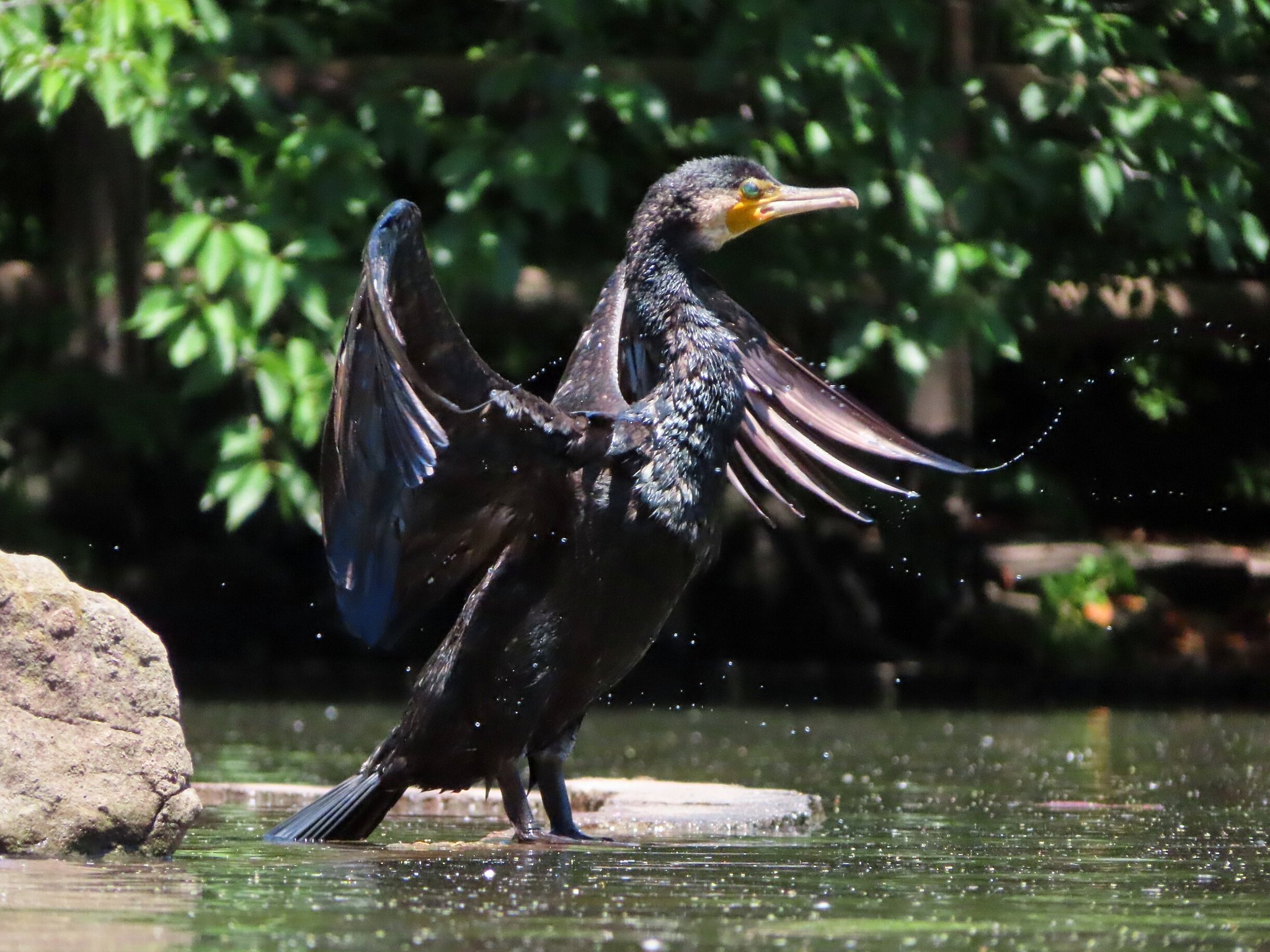 大池親水公園 カワウの写真 by kou