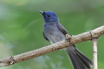 クロエリヒタキ 台湾　台北　関渡 2019年8月16日(金)