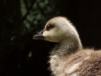 サカツラガン 大池親水公園 2019年6月16日(日)